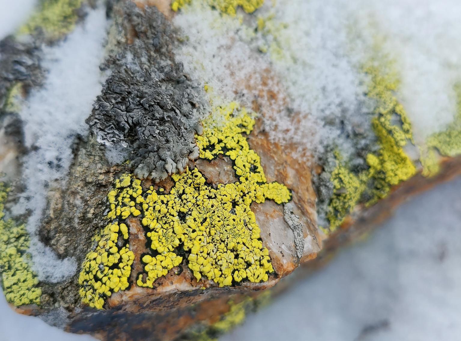vue rapprochée de lichens sur un rocher sous la neige