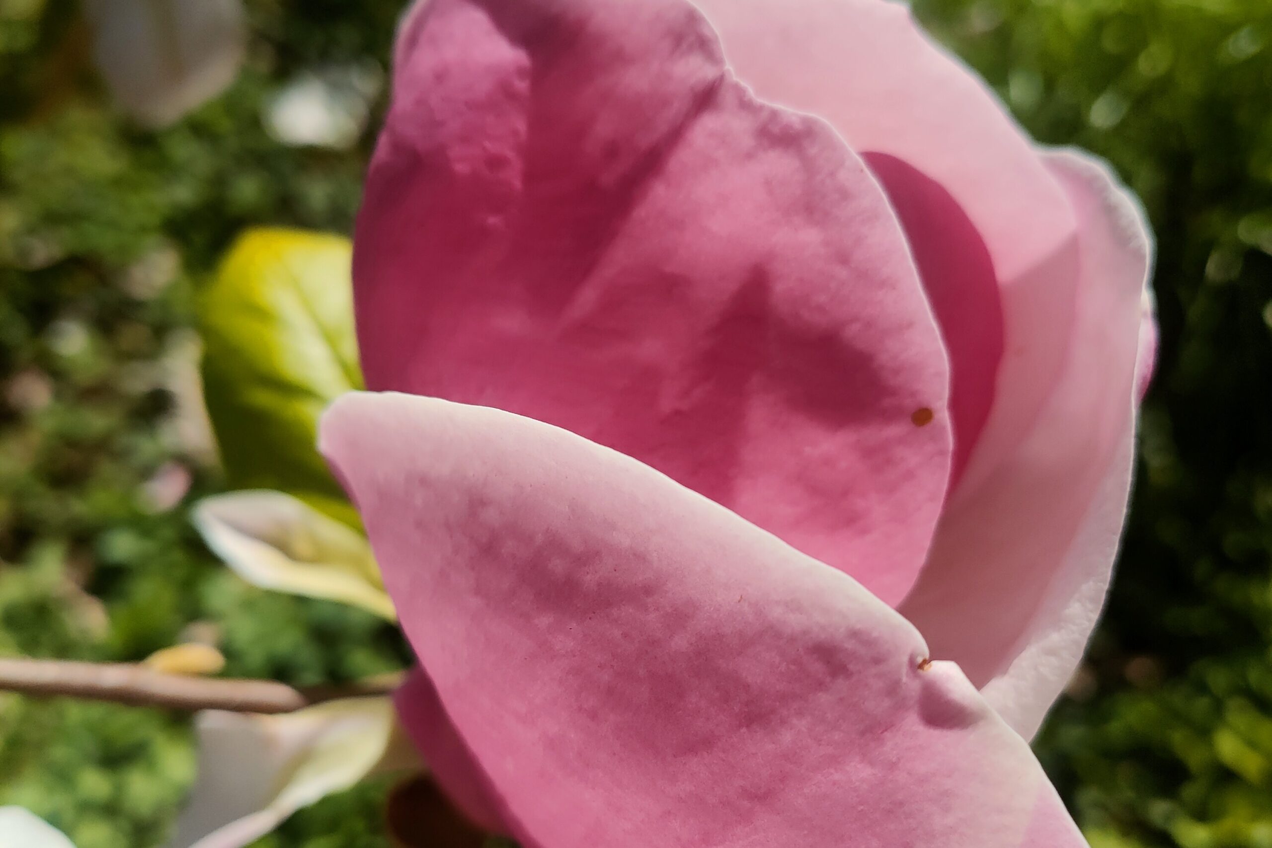 Magnolia fleur de magnolia en gros plan